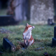 (Photo: Matt Cardy/Getty Images)